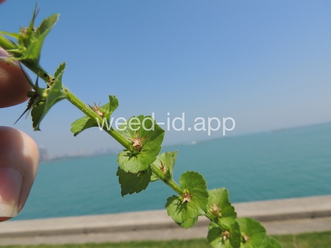 venuslookingglass, common